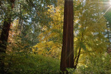 fall color Yosemite 3.jpg