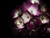 13 Jul... Hydrangea