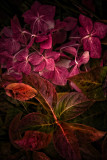 11 Oct... Autumn colours