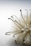 Fluffy thing