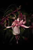5 Jul... Fuschia