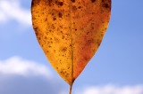 DSC_7351.2sm.jpg