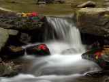 wCatoctin Fall8.jpg
