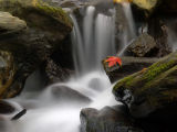 wCatoctin Fall4.jpg