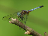 wBlue Dasher Male1 P6162485.jpg