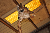 Bayou Wildlife - Giraffe