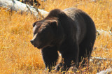 Griz, Yellowstone