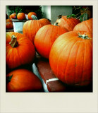 Pumpkins, Lee Vining, California