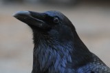Raven at Mariposa Grove - Yosemite