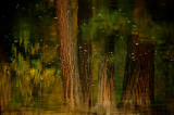 Morning Reflection in the Merced River