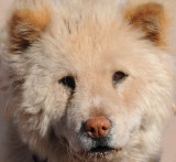 Reservation Dog, Tsaile, Arizona