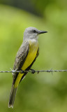 Tyran mlancolique - Tyrannus melancholicus - Tropical Kingbird