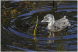 Grbe minime - Tachybaptus dominicus - Least Grebe