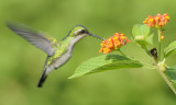 meraude orvert - Chlorostilbon mellisugus - Blue-tailed Emerald