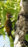 Pic passerin - Veniliornis passerinus - Little Woodpecker