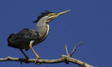 Hron stri - Butorides striata - Striated Heron
