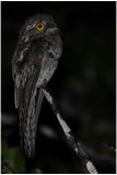 Ibijau gris - Nyctibius griseus - Common Potoo