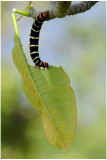 Insects & arachnids