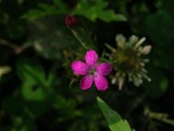 Deptford Pink