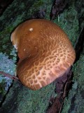 Polypore sp.?