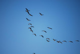 Flight of Geese