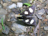 7-spotted Forrester Moth