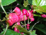 Grapevine Growth
