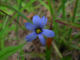 Pointed Blue-eyed Grass