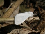White Moth