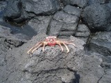 BigIsland08III (23).JPG