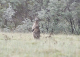 Kangaroo on a cold calm morning.