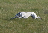 Hilary flying close to the ground.