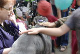 Bianca - not the best shot, but you can see how the dogs cope perfectly with their admirers and the crowds.