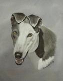 6 y.o. Sookie - a GAP Greyhound - she has a home waiting for her.