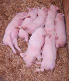 Nap time for the little pink piggies.
