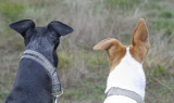 Bobby  Nero watching a mob of kangaroos hop away.