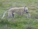 Tom feeling skittish in the morning.