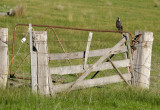 Gate - soon to be replaced with a new model.