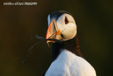 Puffin with nesting material