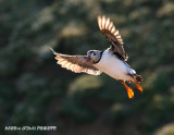 Backlit Puffin