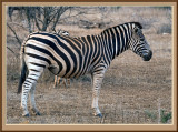 Zebra (5415)