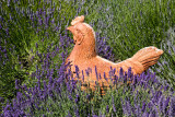 Sequim Lavender Festival