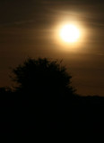 New Forest Moon