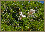 The screaming egrets