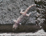 transparent gecko