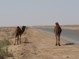 Karakum Desert, Turkmenistan