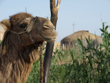Kikerdek, Turkmenistan