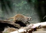 Zoo 1