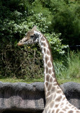 Lonely Giraffe
