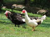 A pair of Muscovy ducks